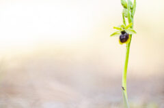 Ophrys petite-araignée