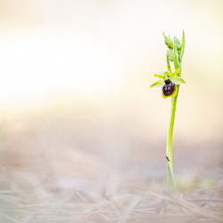 Ophrys petite-araignée
