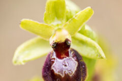 Floraison des Ophrys de mars