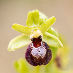 Ophrys de Mars