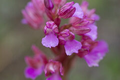 Orchis papillon