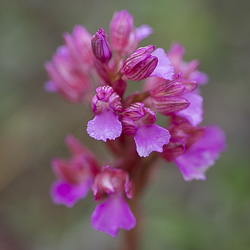 Orchis papillon