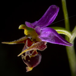 Orchidées de Croatie