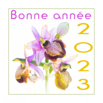 Bonne année 2023