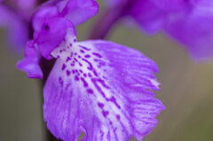 Orchidées de Madère