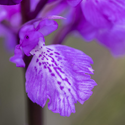 Orchidées de Madère