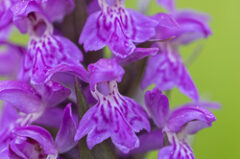 Orchis de mai