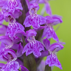 Orchis de mai