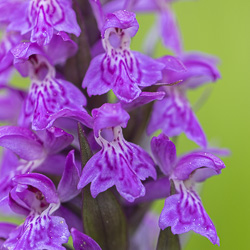 Orchis de mai