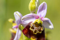 Variation autour de l’Ophrys bourdon