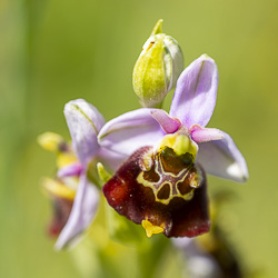 Variation autour de l’Ophrys bourdon