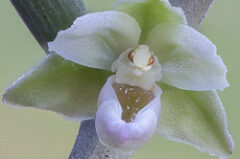 Epipactis violacé