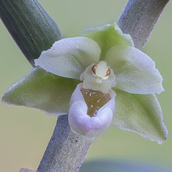 Epipactis violacé