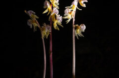 L’orchidée fantôme