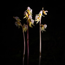 L’orchidée fantôme