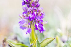 Orchis bouffon