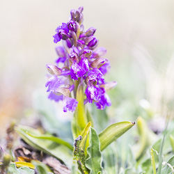 Orchis bouffon