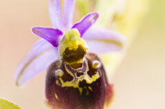 Ophrys bourdon et cie