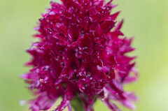 Orchidées d’alpages