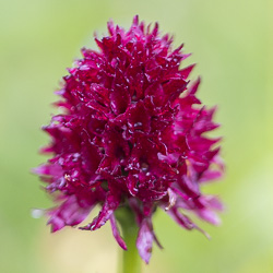 Orchidées d’alpages