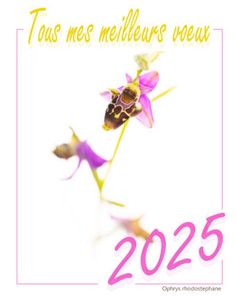 Bonne année 2025