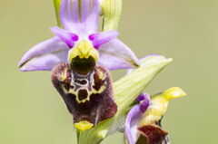Ophrys du moment