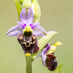 Ophrys du moment