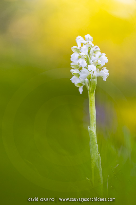 Anacamptis morio