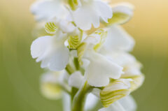Orchis bouffon blanc