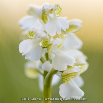 Orchis bouffon blanc