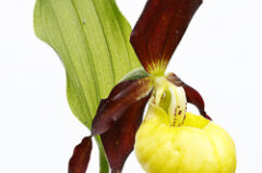 Sabot de Vénus