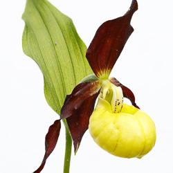 Sabot de Vénus