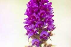 Gymnadenia x suaveolens