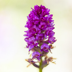 Gymnadenia x suaveolens