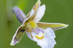 Epipactis des marais