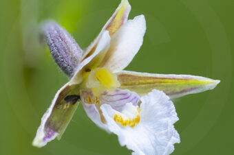 Epipactis des marais