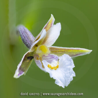 Epipactis des marais