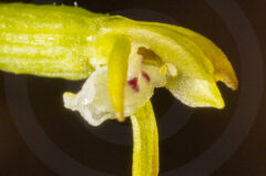 Orchidées saprophytes…