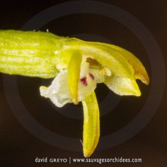 Orchidées saprophytes…