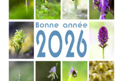 Bonne année 2026