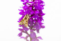 Orchidées vaudoises