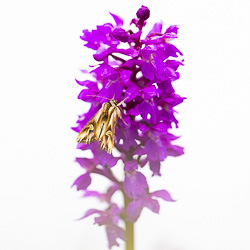 Orchidées vaudoises