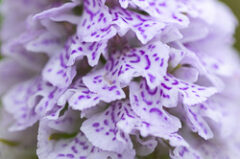 Orchidées d&rsquo;Écosse