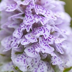 Orchidées d&rsquo;Écosse