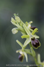 Ophrys tarquinia
