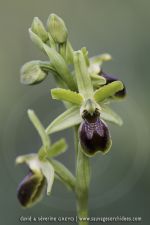 Ophrys tarquinia