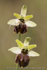 Ophrys classica