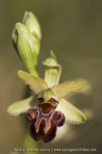 Ophrys classica