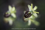 Ophrys tarquinia