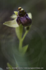 Ophrys bombyliflora